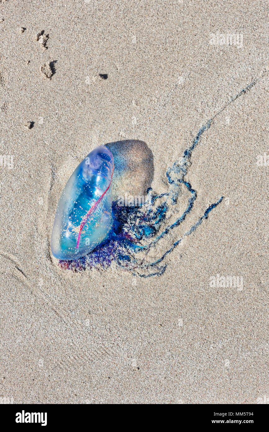Jellyfish man of War (Physalia physalis) on sand at beach, Havana, Cuba Stock Photo