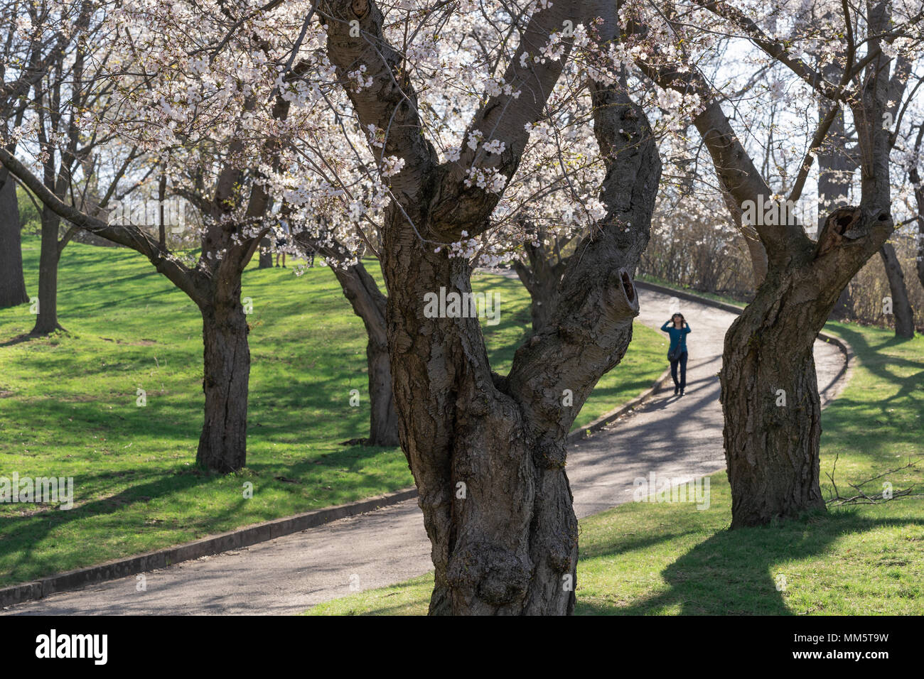 Japanese cherry blossom trees in the morning light. Spring sunrise in High Park, Toronto. Stock Photo