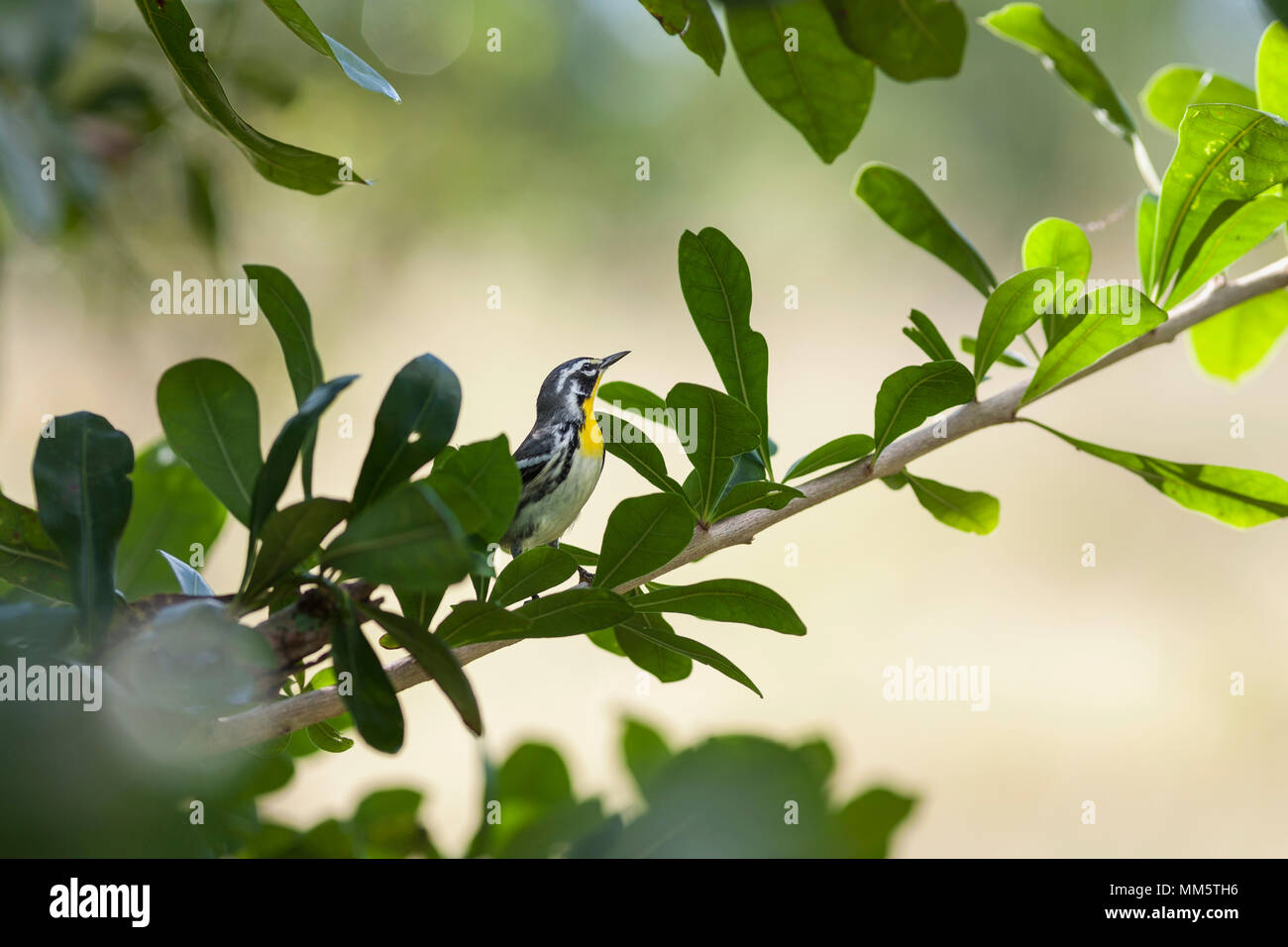Blackburnian Warbler bird perching on tree branch, Cienfuegos, Cuba Stock Photo