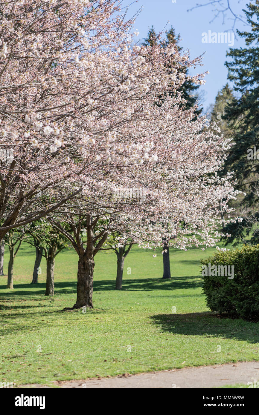 Japanese cherry blossom trees in the morning light. Spring sunrise in ...