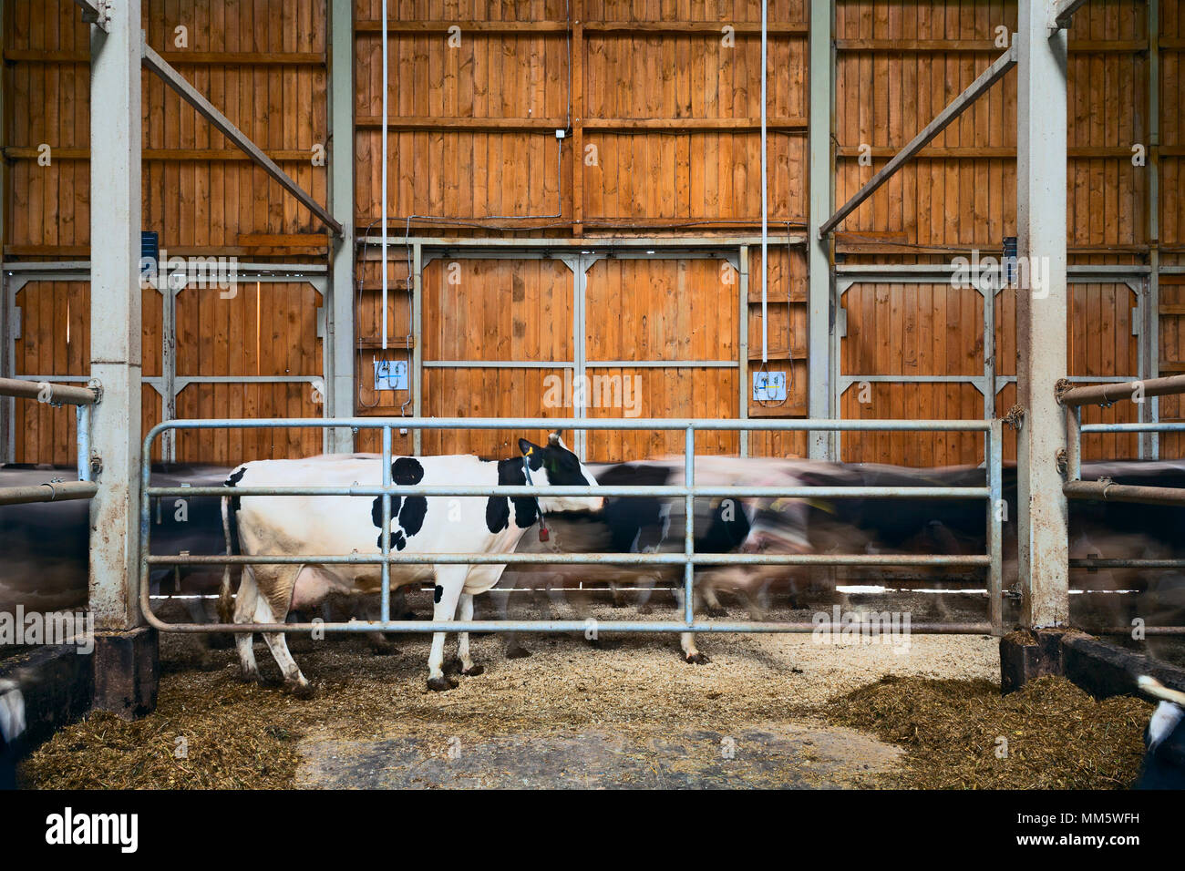Cows on a dairy farm Stock Photo Alamy