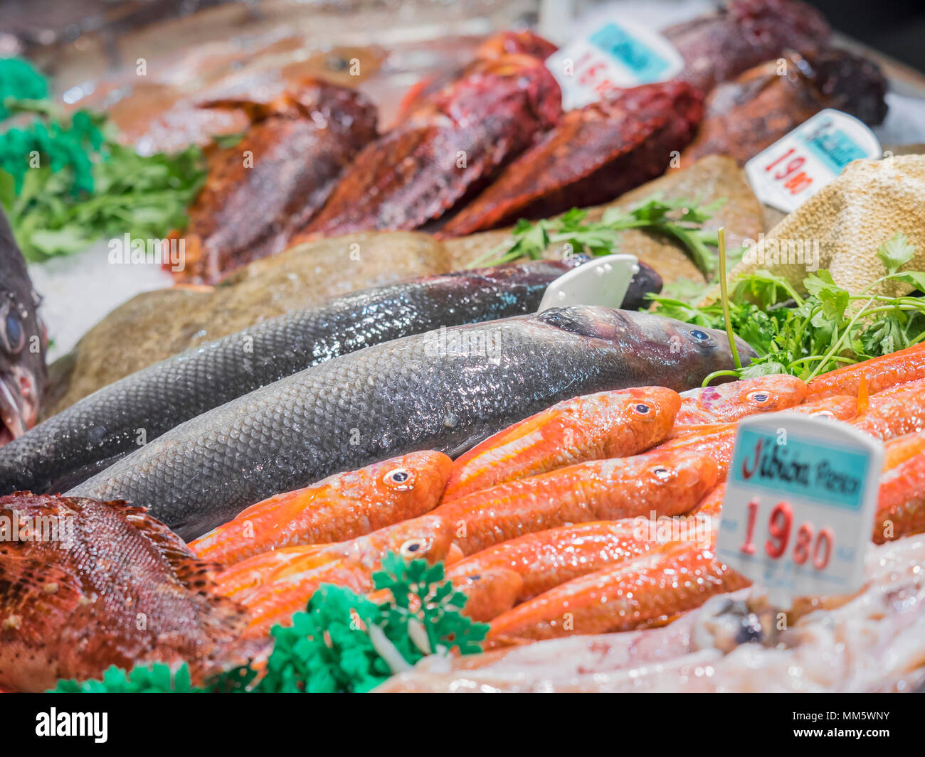 Fish Food for Sale Your Aquatic Pets Culinary Adventure! Fish Food for Sale Your Aquatic Pets Culinary Adventure!