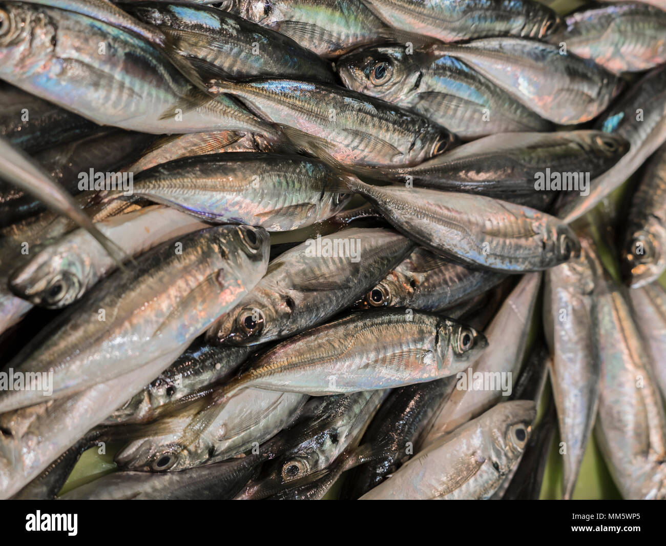 European pilchard for sale at fish market Stock Photo