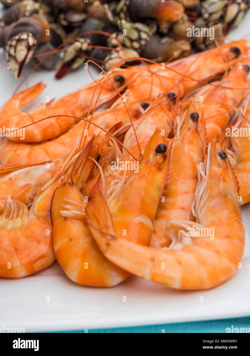 Close-up of prawns and goose barnacles Stock Photo