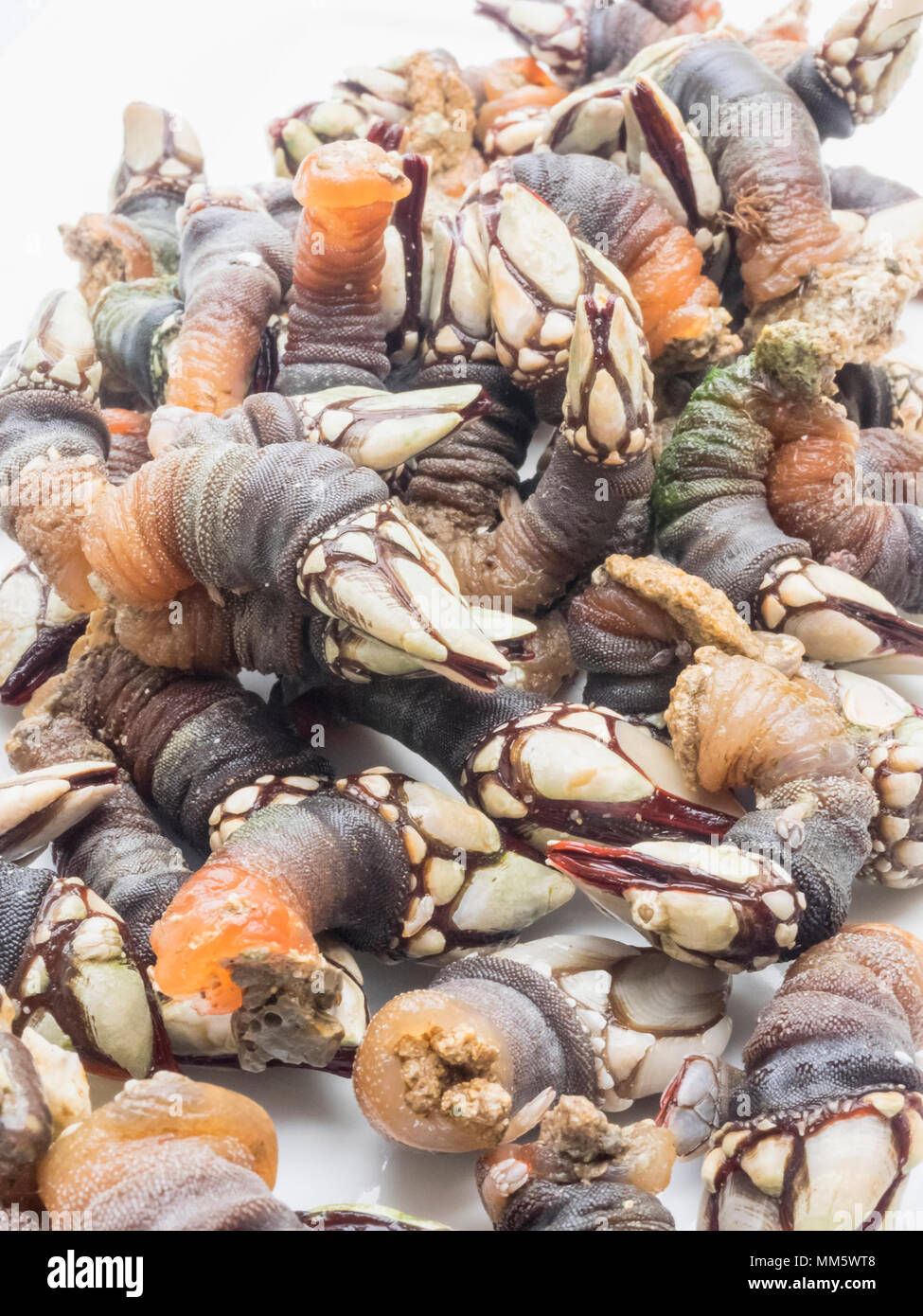 Close-up of fresh goose barnacles Stock Photo