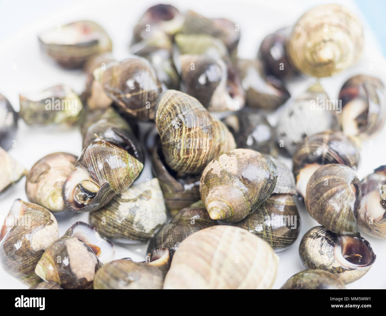 Close-up of fresh common periwinkle Stock Photo
