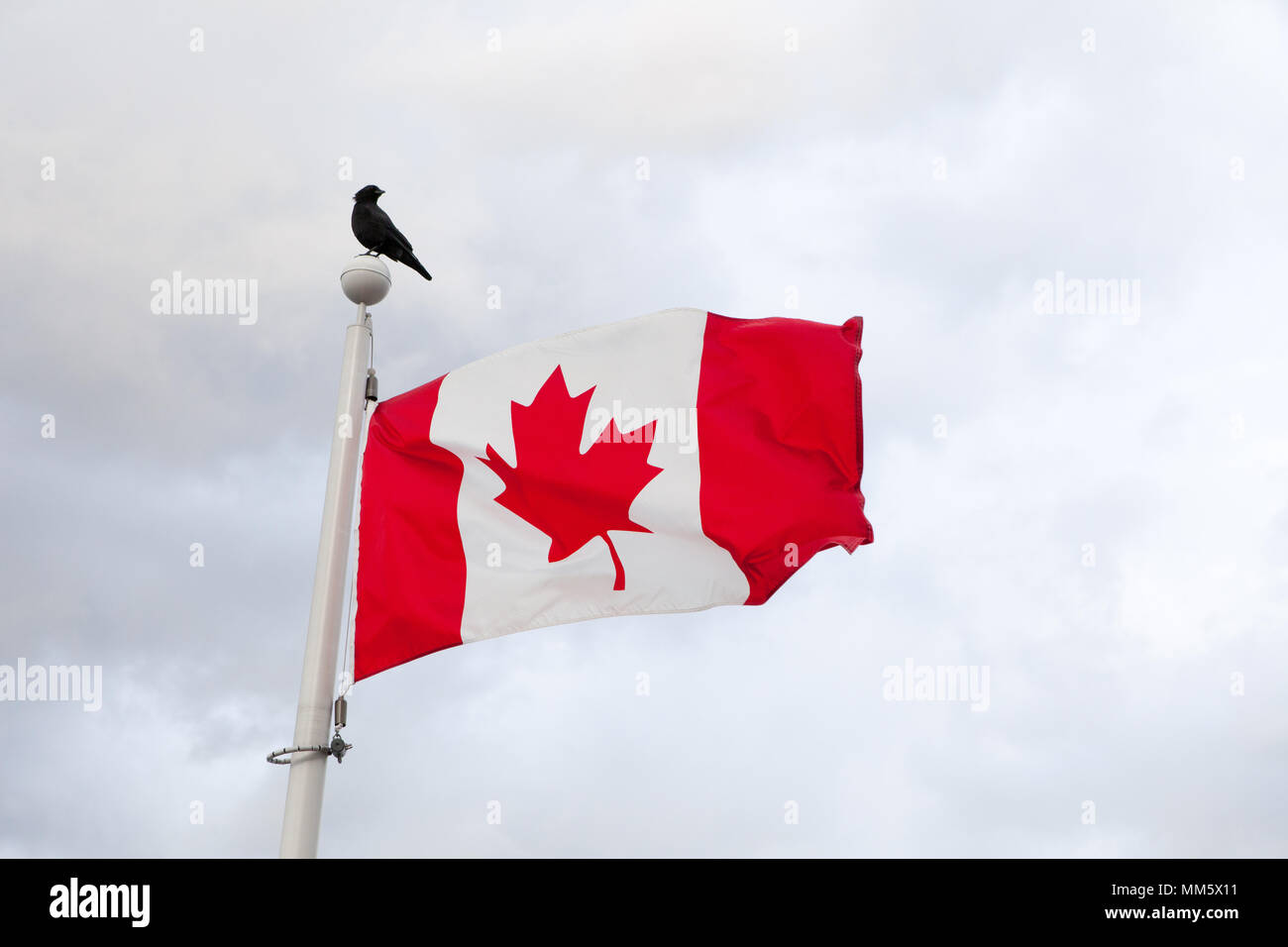 Crow perching on a canadian flag Stock Photo