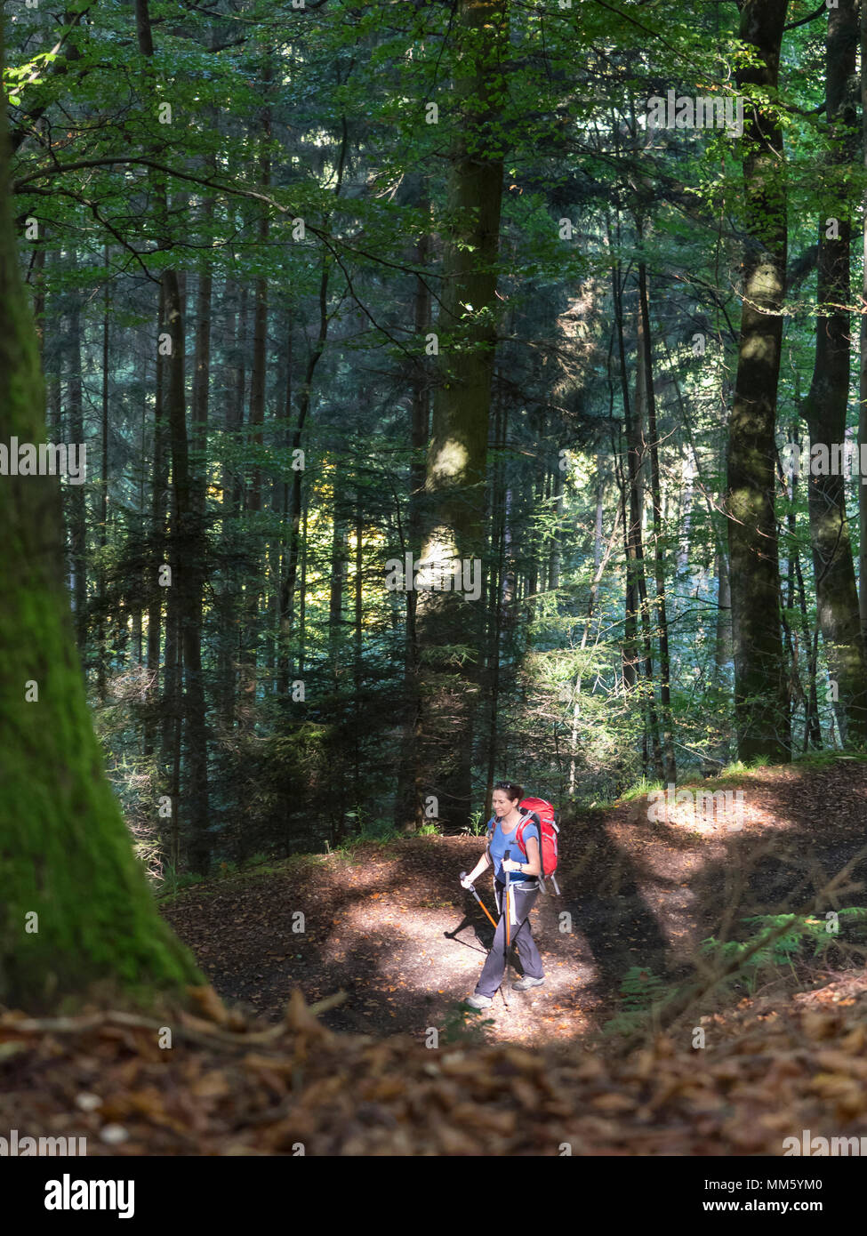Woman on hiking tour in the Northern Black Forest, Bad Wildbad, Baden-Württemberg, Germany Stock Photo