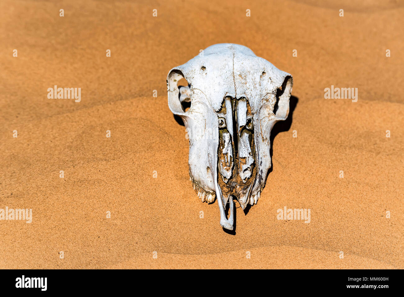 Sheep skull in sand close Stock Photo
