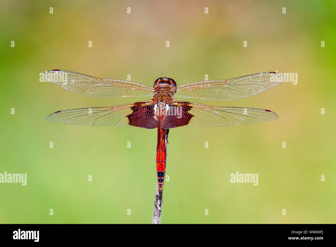 Red Saddlebags basking in the sun. Stock Photo
