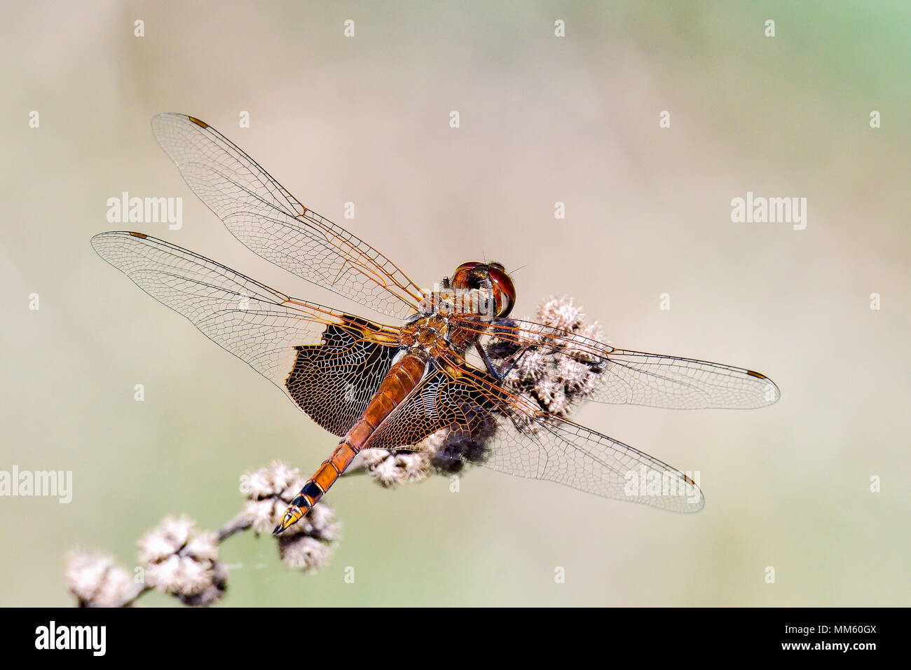 Red Saddlebags basking in the sun. Stock Photo