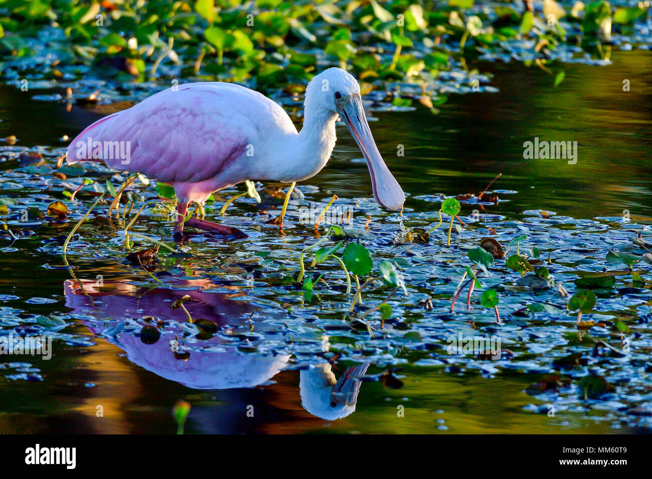 Roseate spoonbill foraging in early dawn. Stock Photo