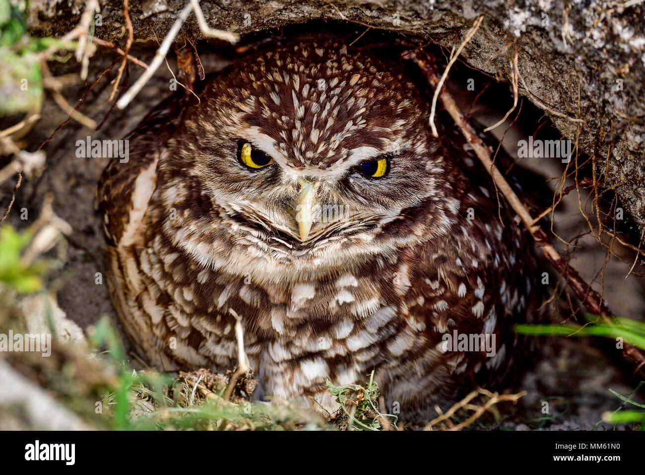 Burrowing owl looking mean while guarding the nest tunnel entrance. Stock Photo