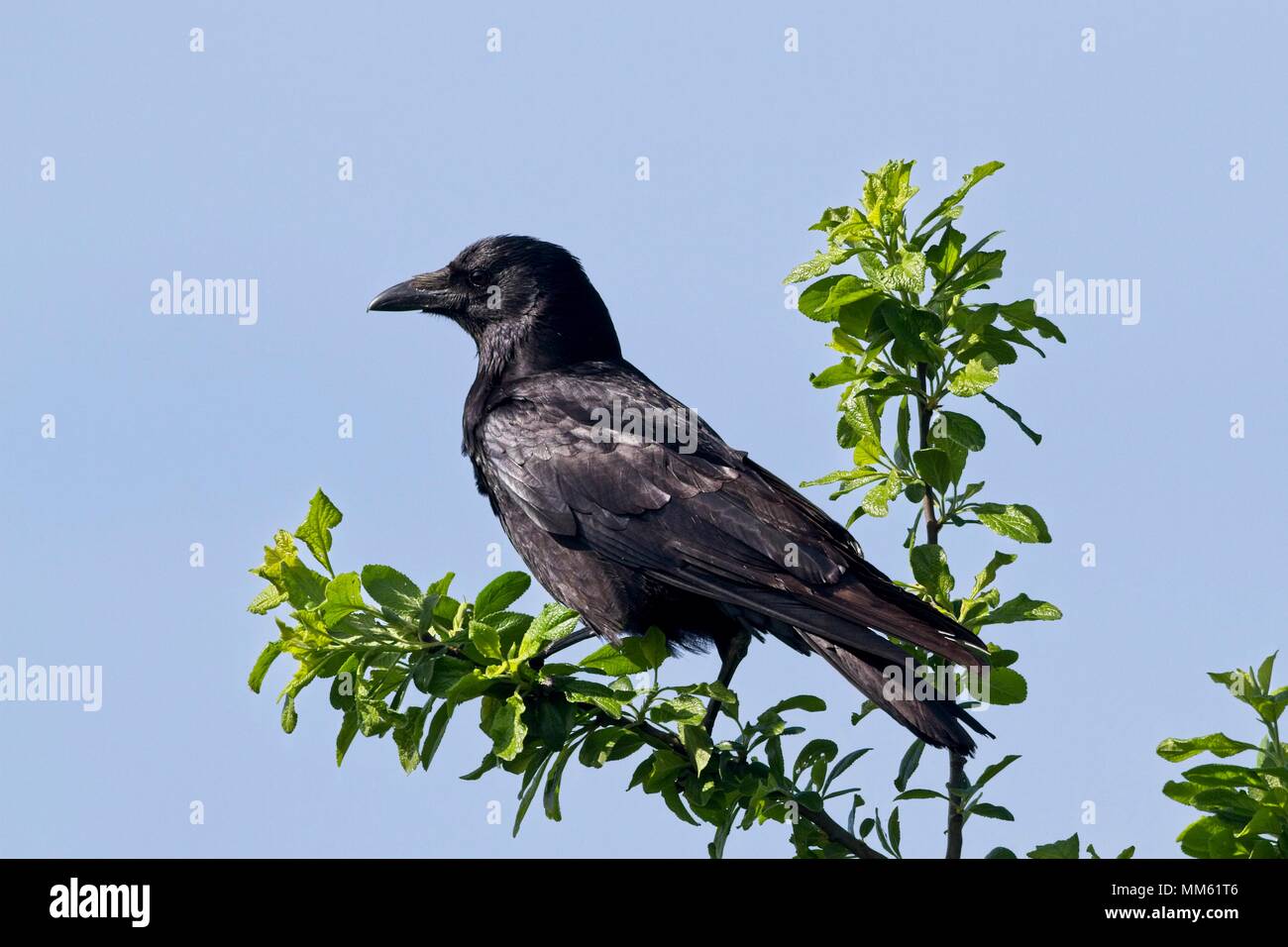 Carrion crow, a member of the Corvid family, East Sussex, UK Stock Photo