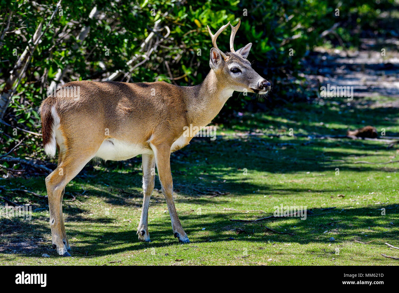 Key Deer male Stock Photo Alamy