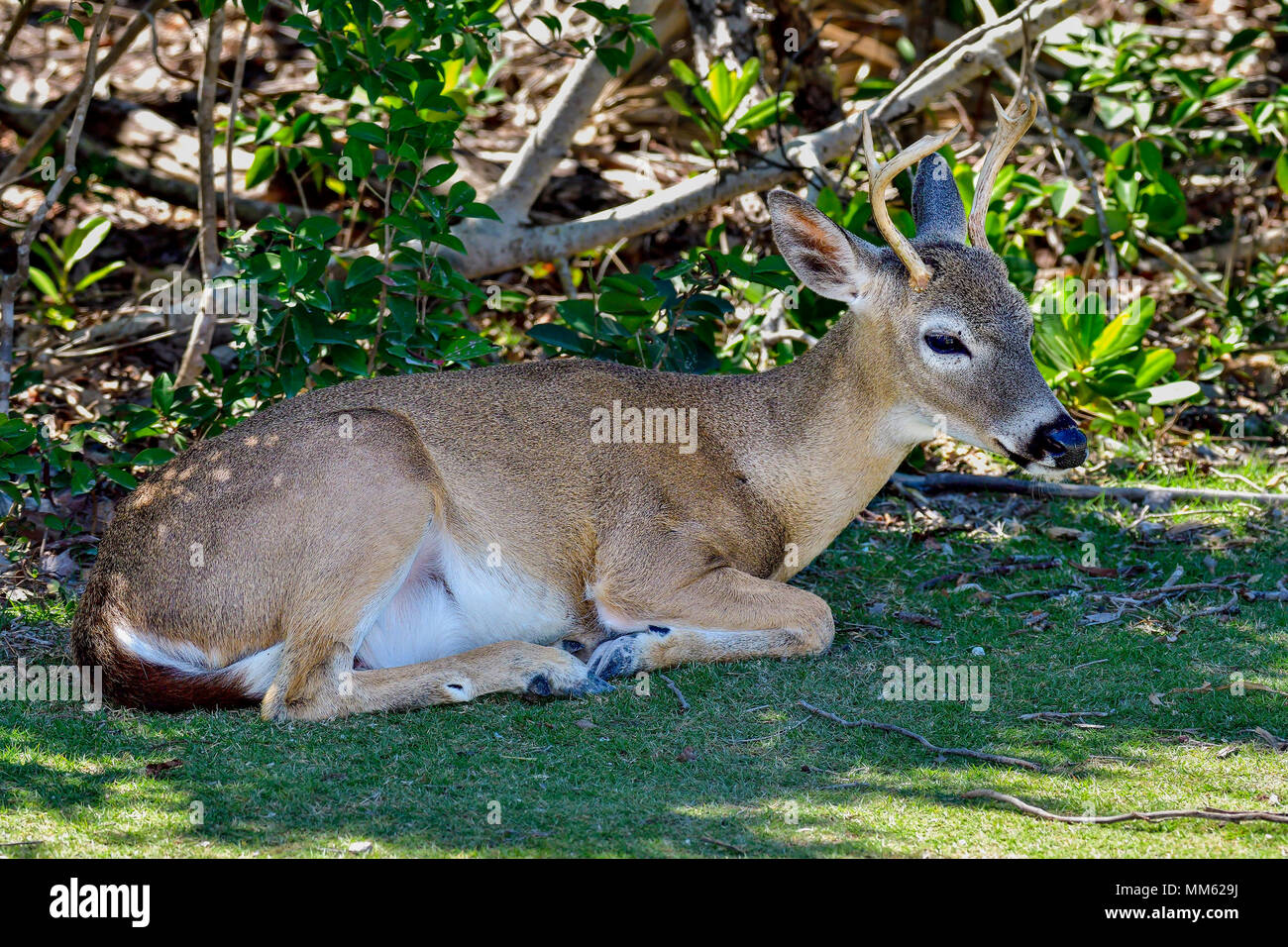 Key Deer male Stock Photo Alamy