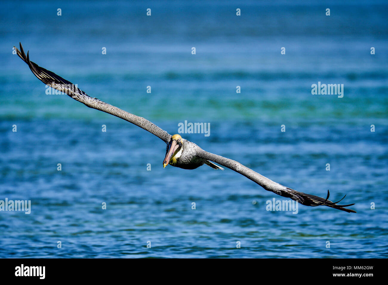 Brown pelican with fully extended wings. Stock Photo