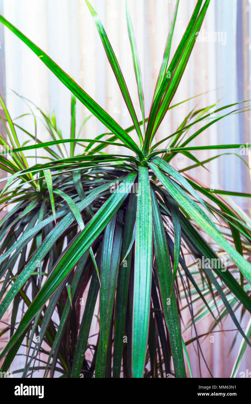 Long leaves of a houseplant Ciperus Stock Photo