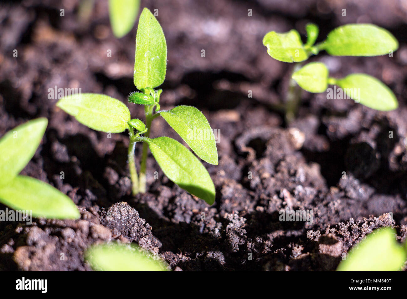 Young green shoots of the seedling Stock Photo Alamy