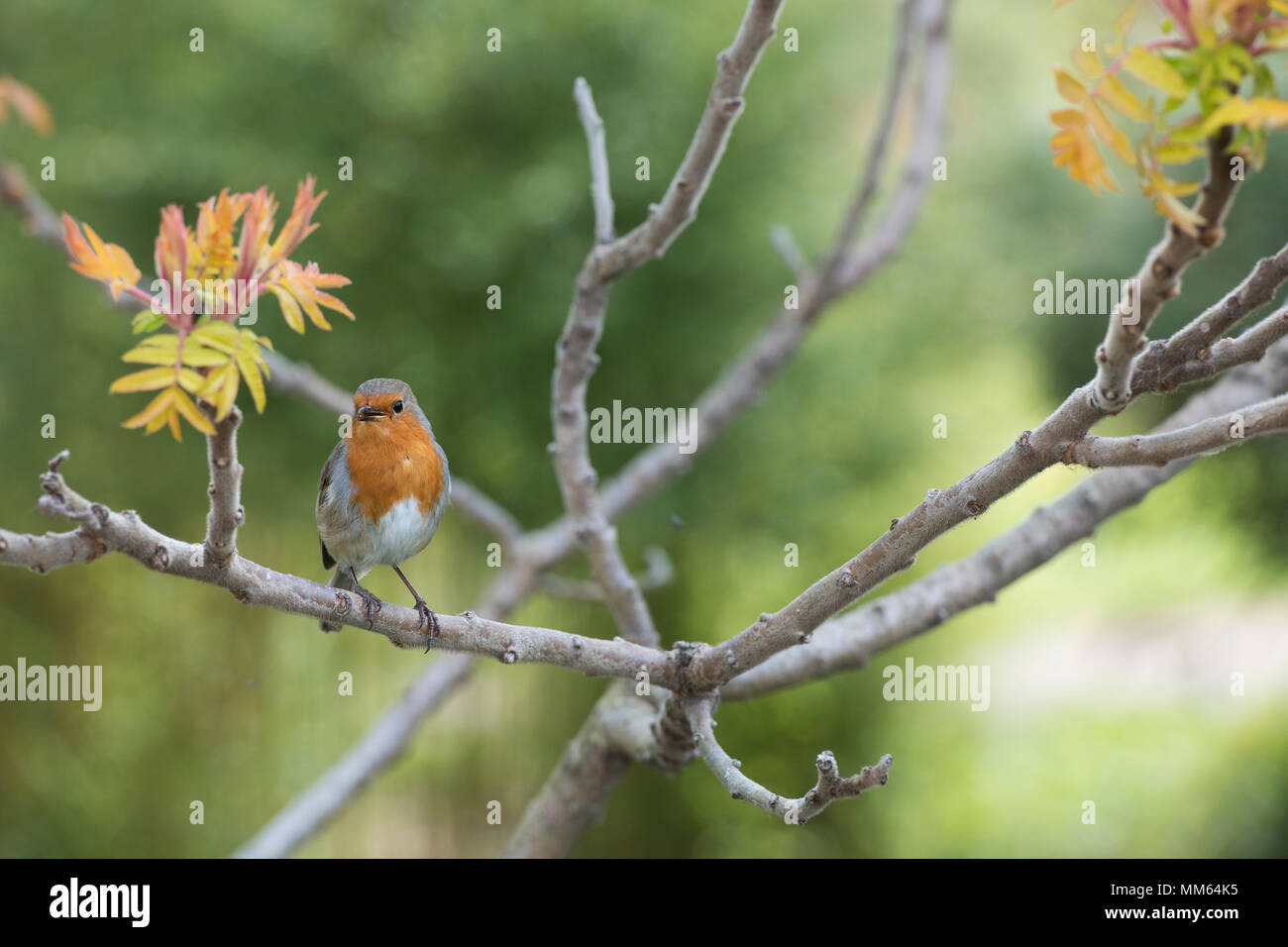 Erithacus Rubecula. Robin sitting in a Rhus typhina ‘radiance’ tree in an English Garden in spring. UK Stock Photo