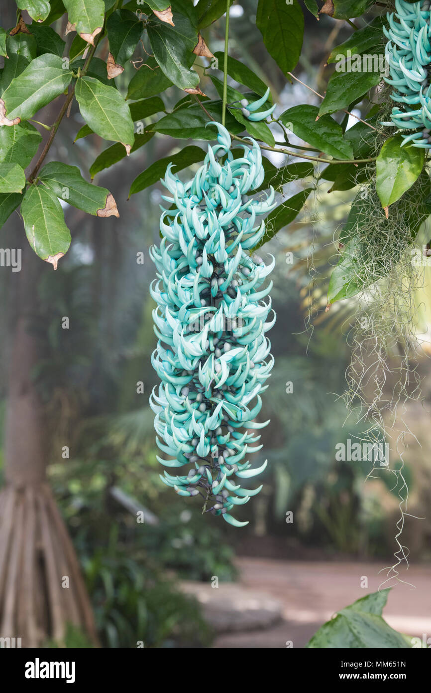 Strongylodon macrobotrys . Jade vine flowers inside the glasshouse at