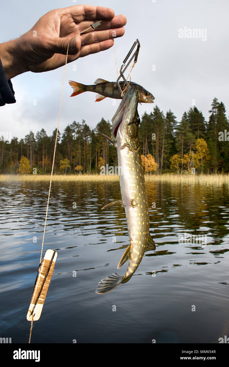 procedure of pike fishing in special trap, install kind of fishing tackle  zherlitsa and bait with perch, catching pike in lake. Illegal fishing.  Serie Stock Photo - Alamy