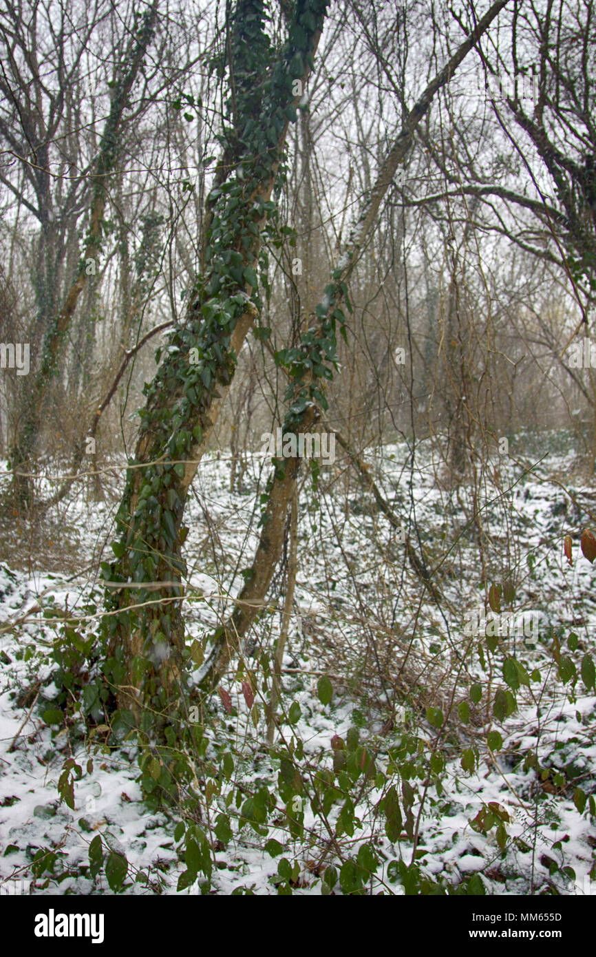Winter deciduous forest on shore of the Black sea. European hornbeam (Carpinus betulus), hornbeam-wood, Trees covered with epiphytes, lianas, and slee Stock Photo