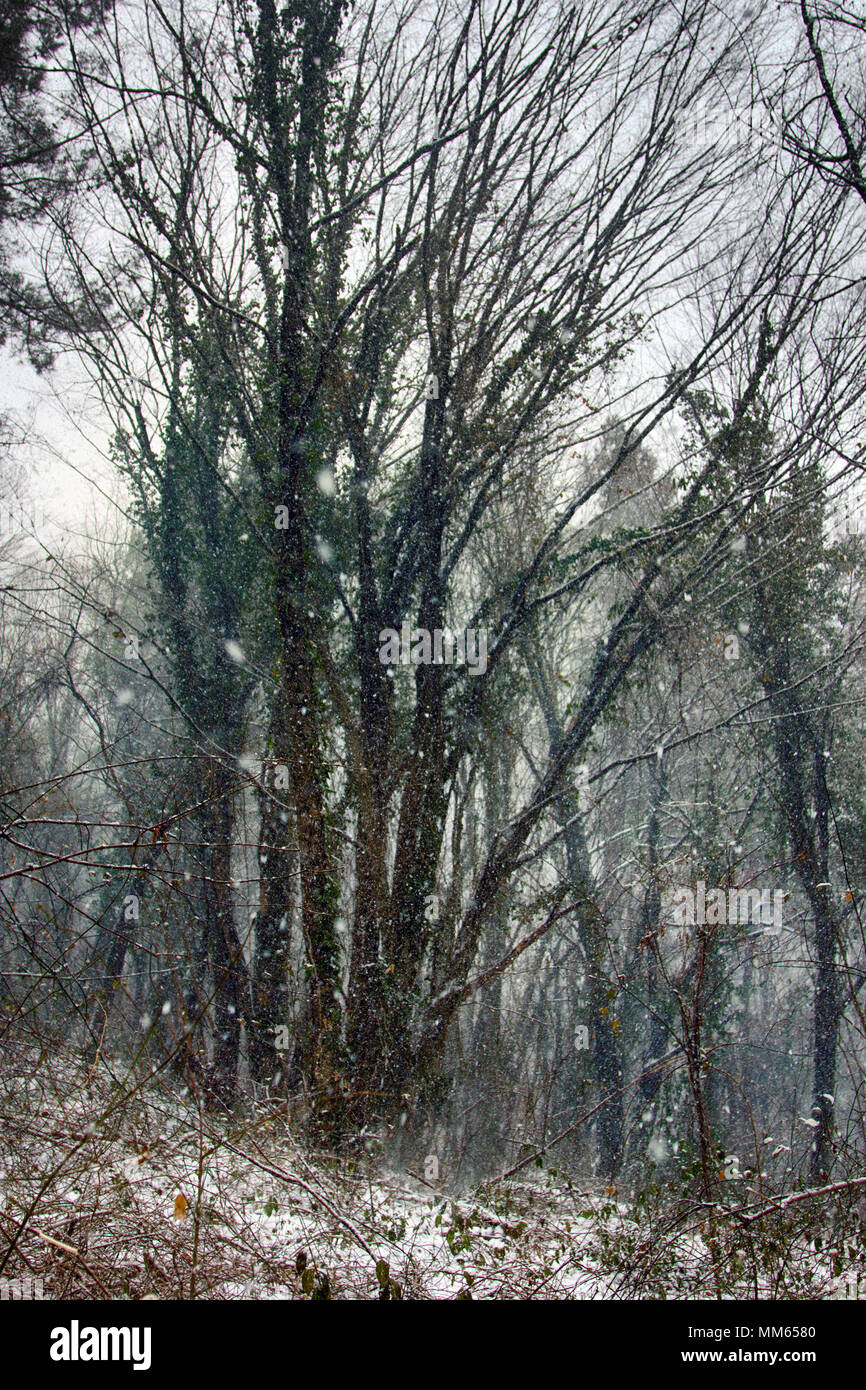 Winter deciduous forest on shore of the Black sea. European hornbeam (Carpinus betulus), hornbeam-wood, Snowfall - unusual for subtropics. Abkhazia. Stock Photo