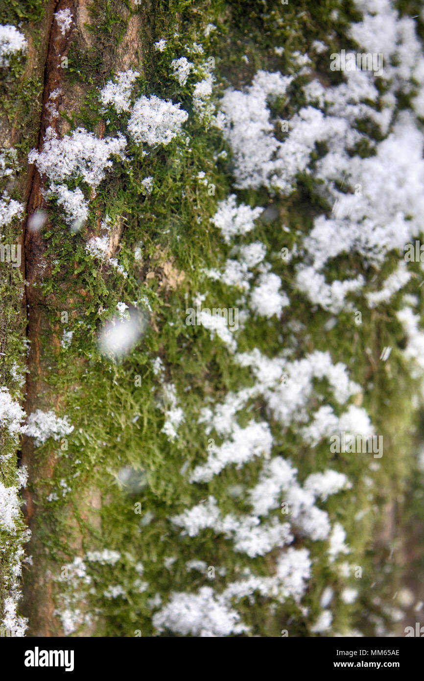 Snowfall in the sub-tropical deciduous forest. Tree trunks covered with moss and wet with snow, build up of snow. Black sea coast of Caucasus Stock Photo