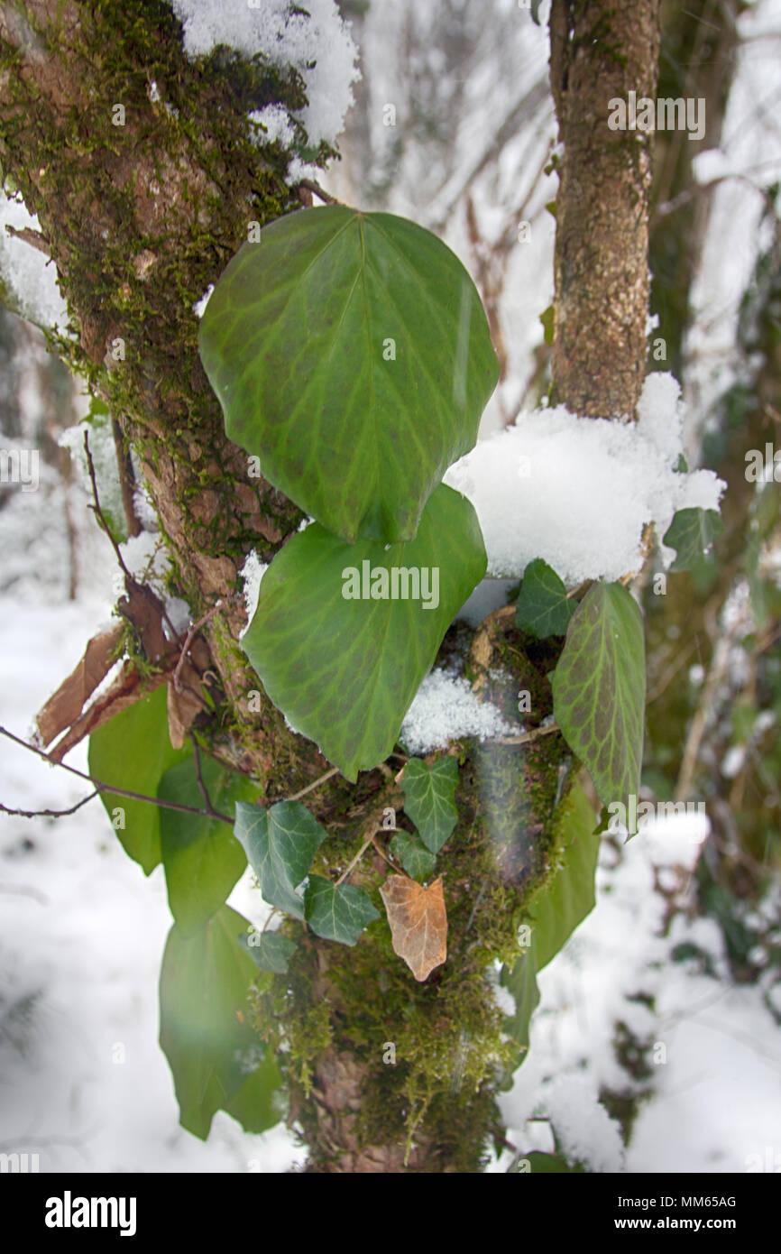 Sub-tropical deciduous forest in winter. Trees covered with epiphytes, lianas (creeper, vine), and sleet (snowfall). Abkhazia. Stock Photo