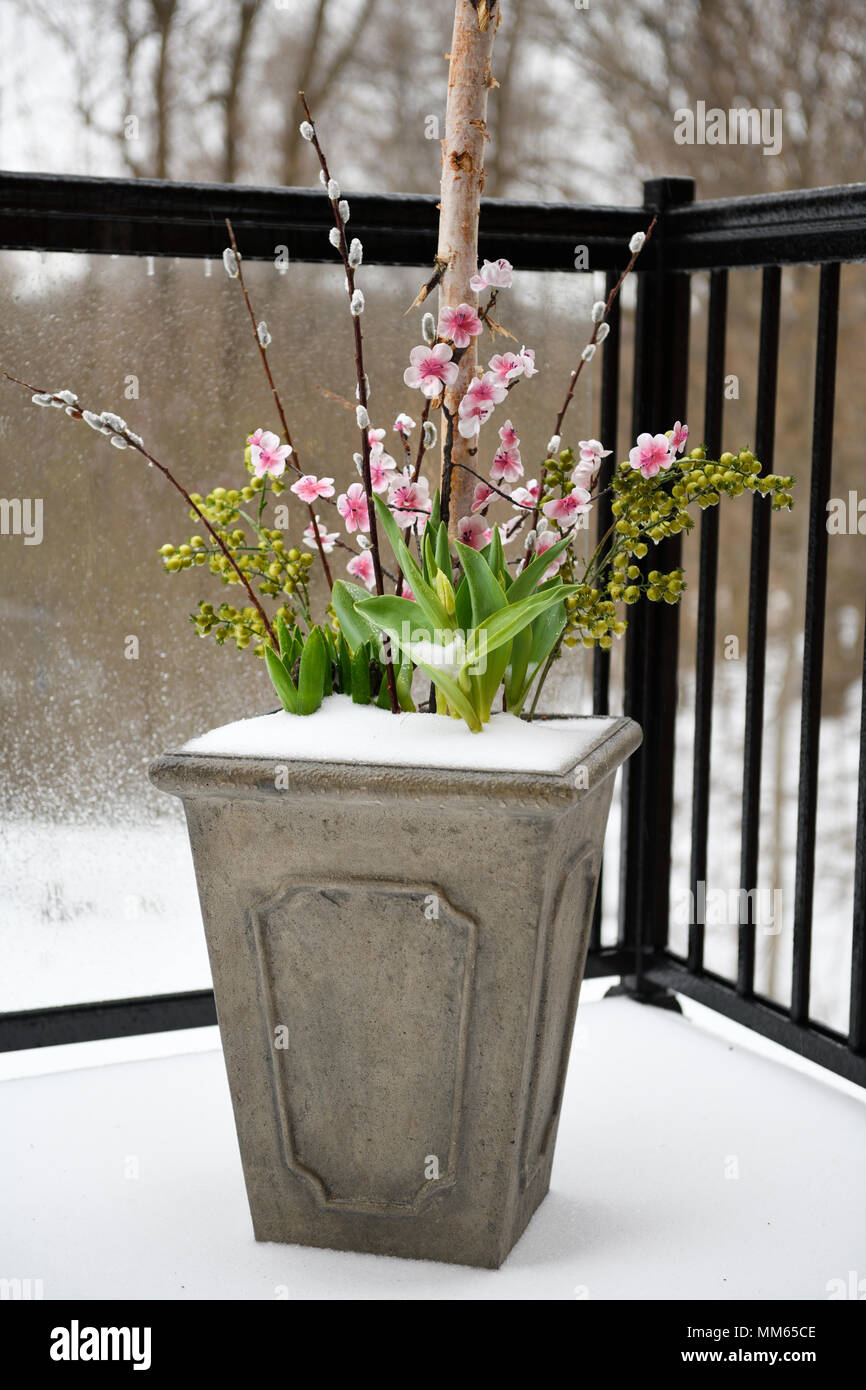 Flower pot on balcony with Spring flowers covered in snow and freezing