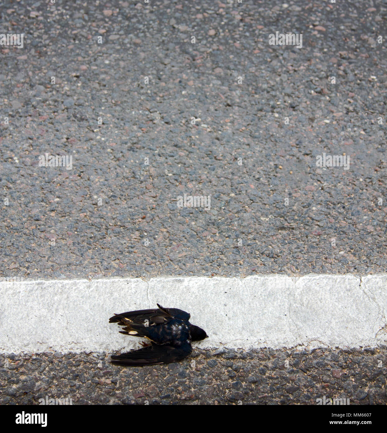 Automobile as destroyer of living beings. Young barn swallow hit by car, injured bird on side of highway, wounded bird, car in background. Swallows ga Stock Photo