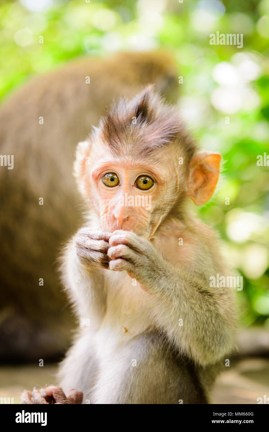 the monkey forest in Ubud, Indonesia Stock Photo