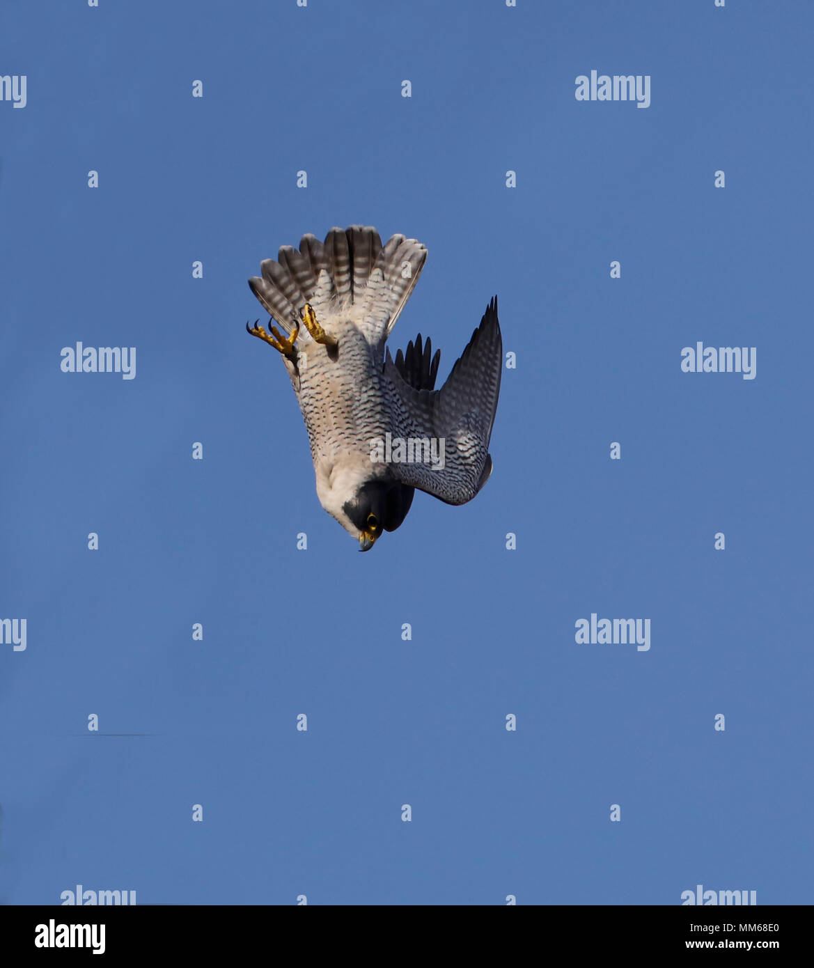 Peregrine Falcon (Falco peregrinus) Stock Photo