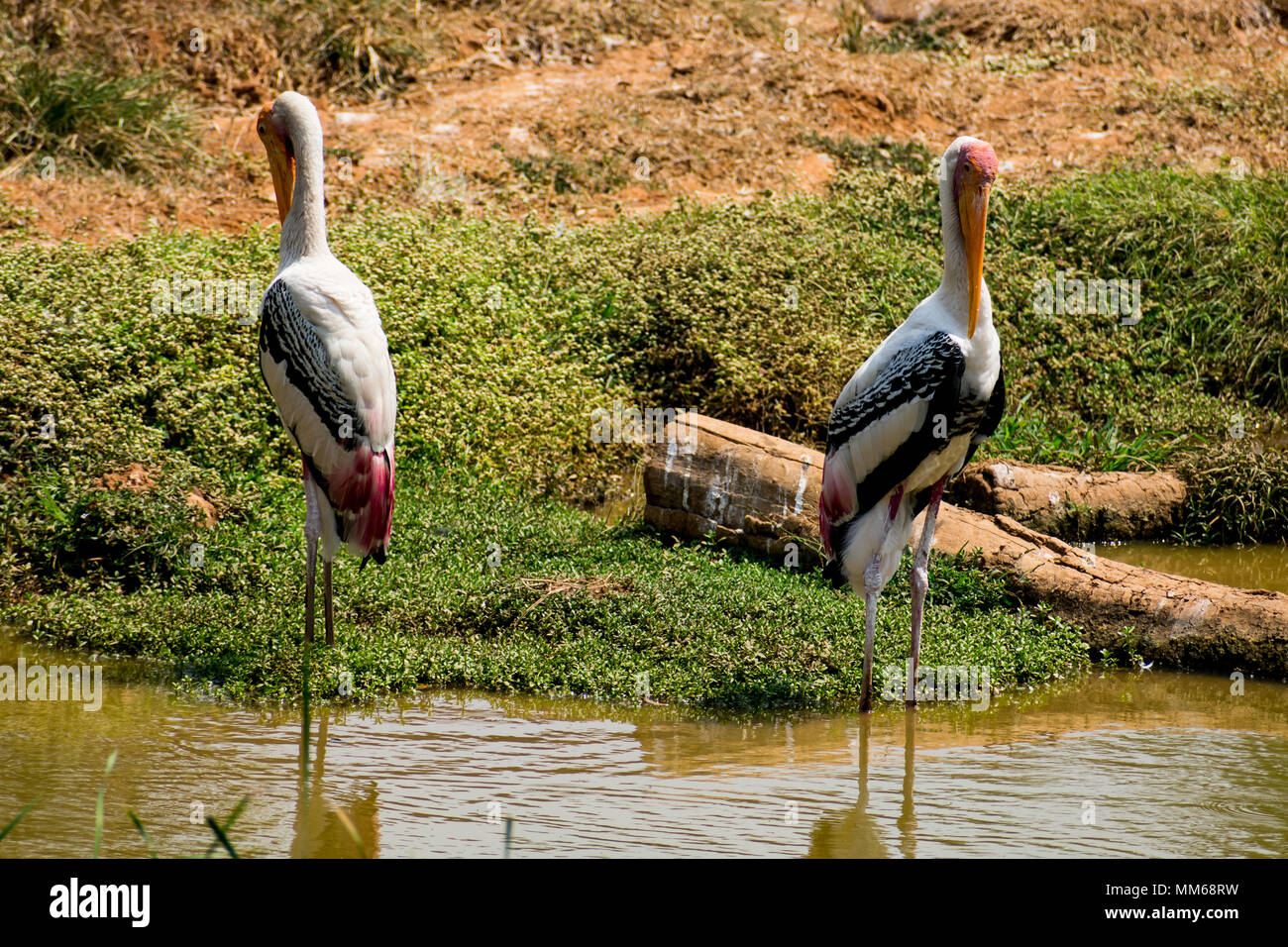 A couples of painted storks bird standing on steady at muddy water for fish close view. Stock Photo