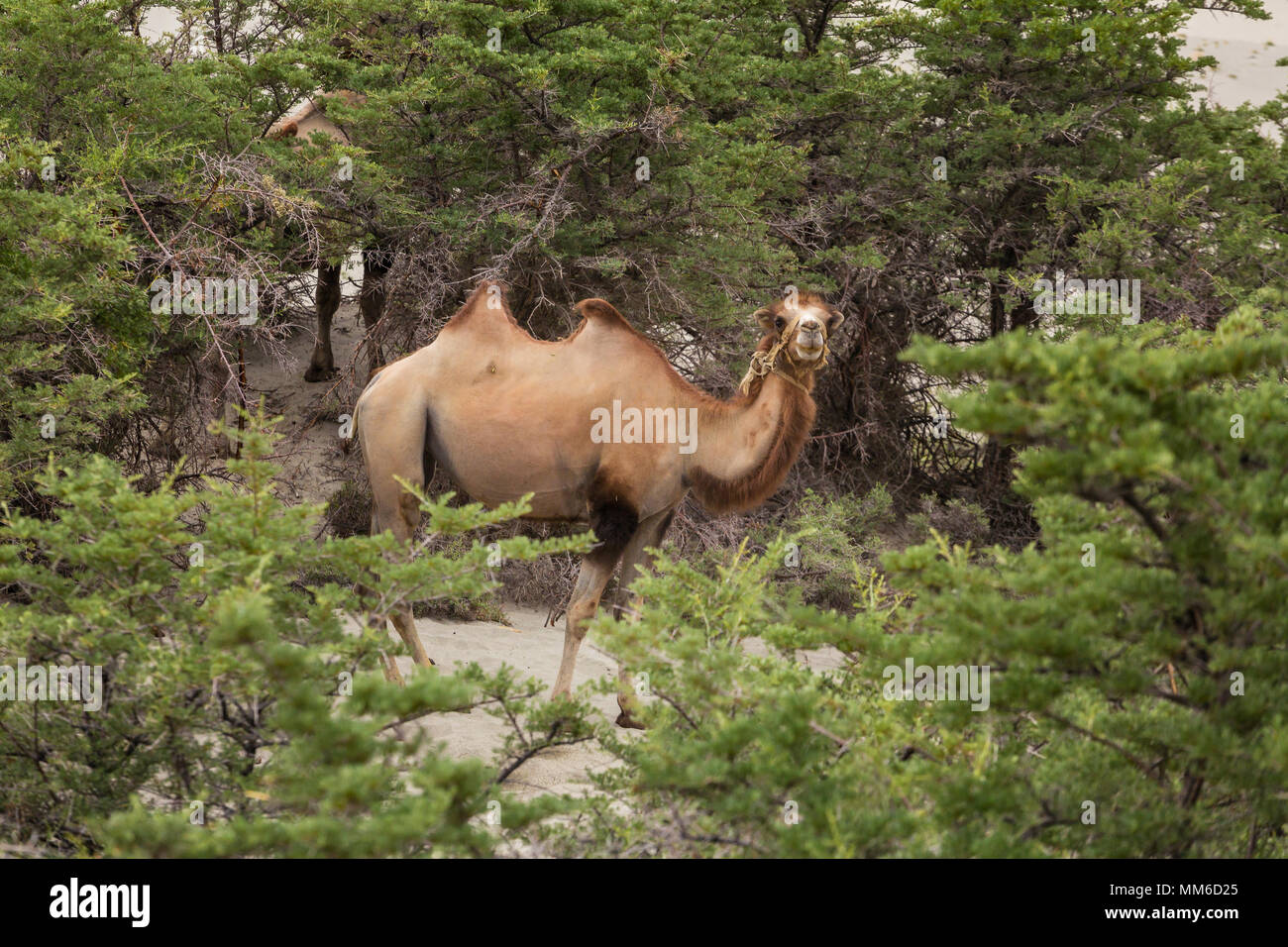 Camels in Nubra valley in Ladakh, India Stock Photo