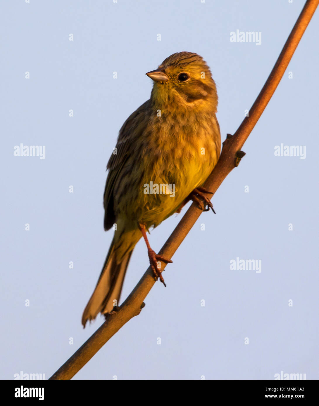 Female Yellowhammer in the Cotswold Hills Stock Photo Alamy