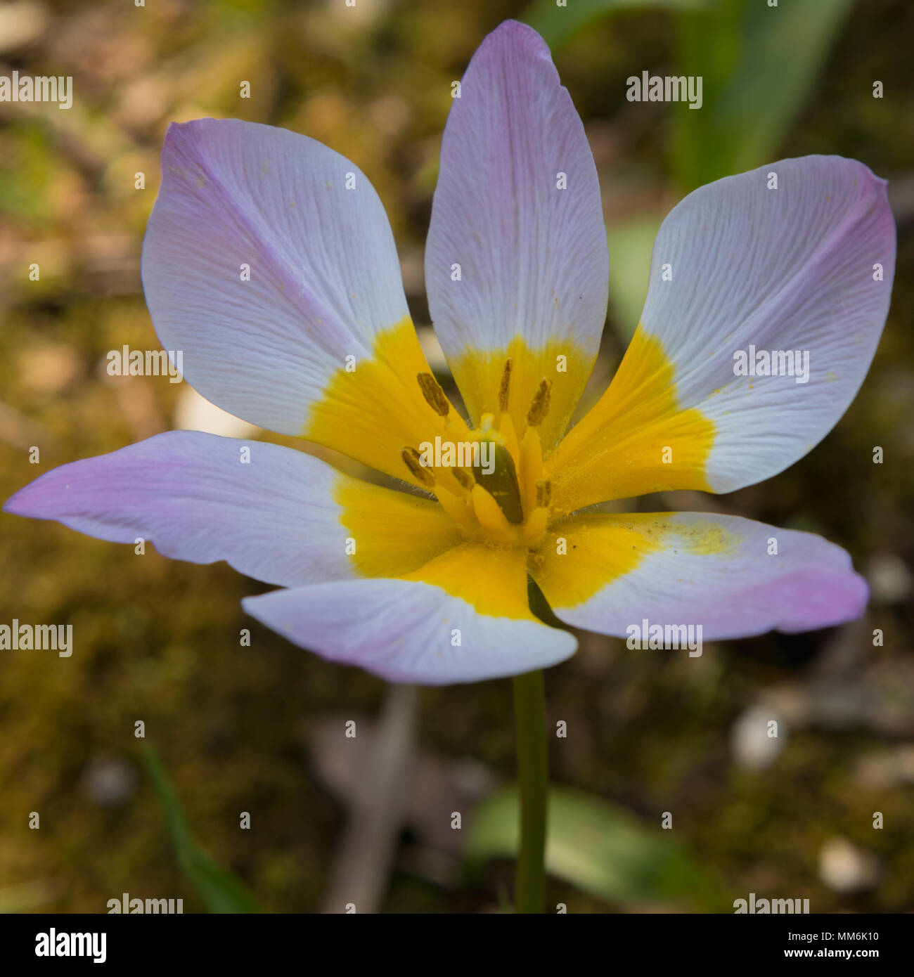 Closeup of a long stem flower with pollen stains and yellow and white
