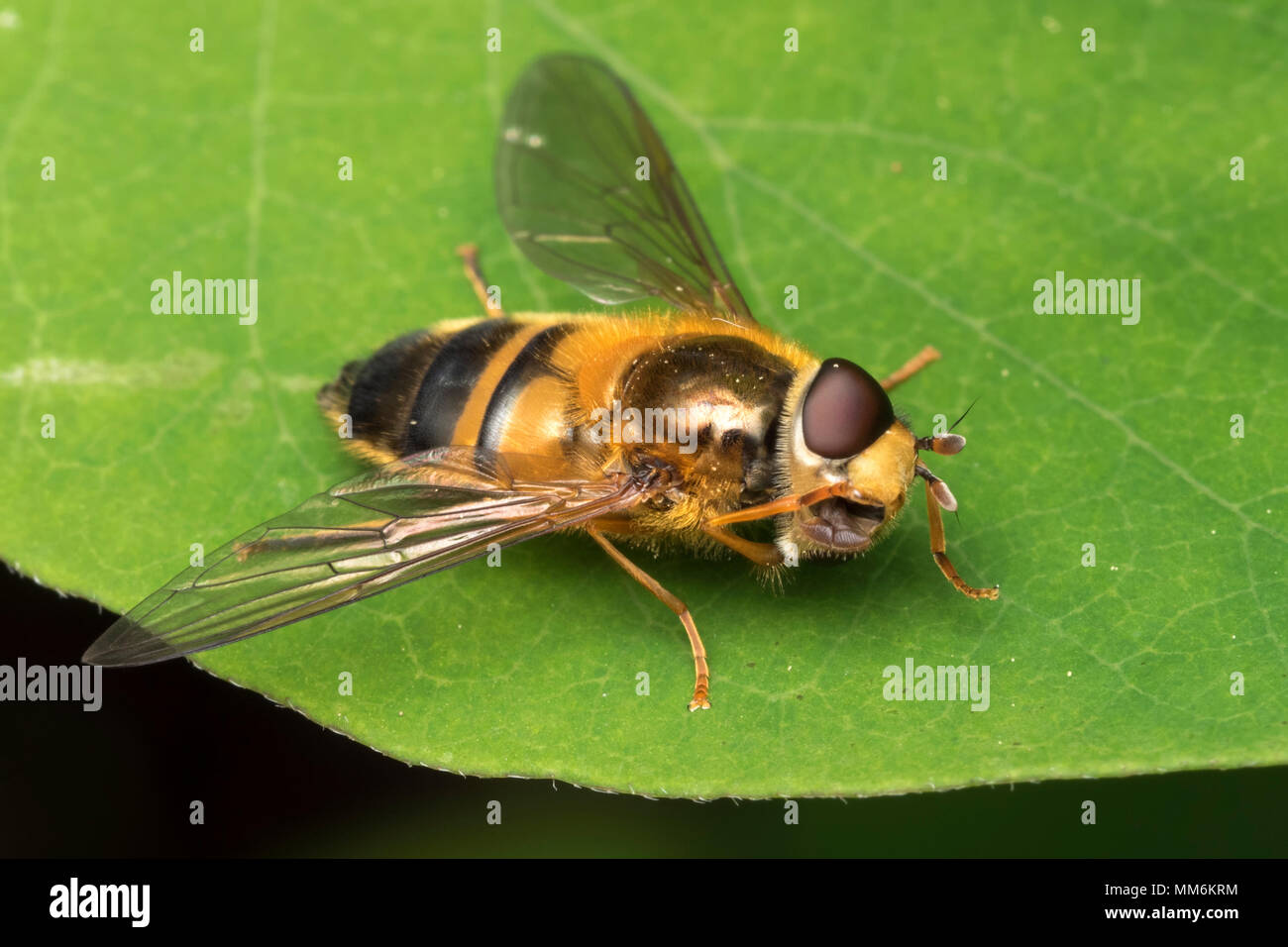 Hoverfly (Epistrophe eligans) female preening itself on leaf. Tipperary, Ireland Stock Photo
