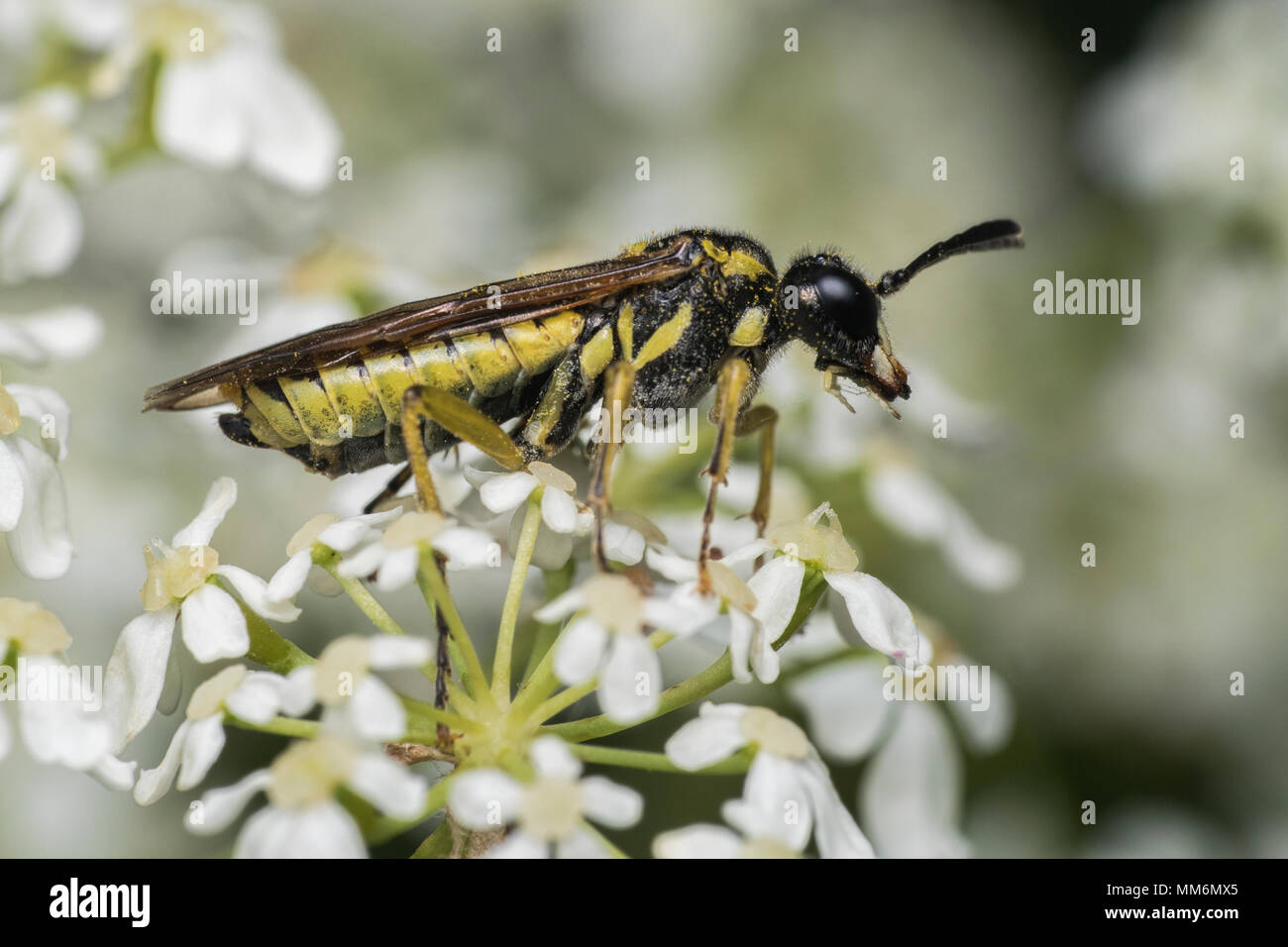 Sawfly (Tenthredo sp.) resting on flower. Tipperary, Ireland Stock Photo
