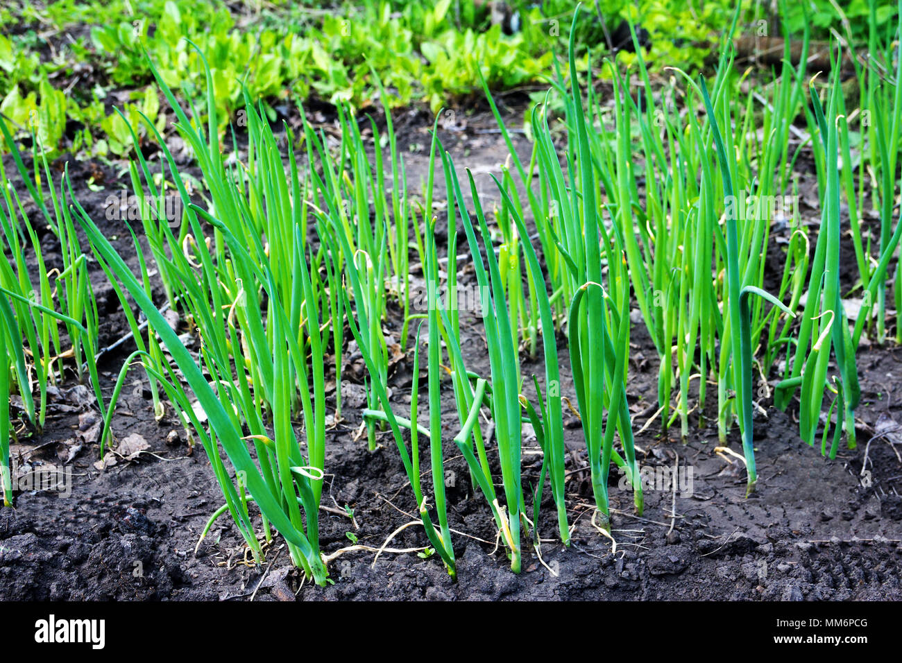 Leeks Plot Onions and leek plot hi-res stock photography and images - Alamy