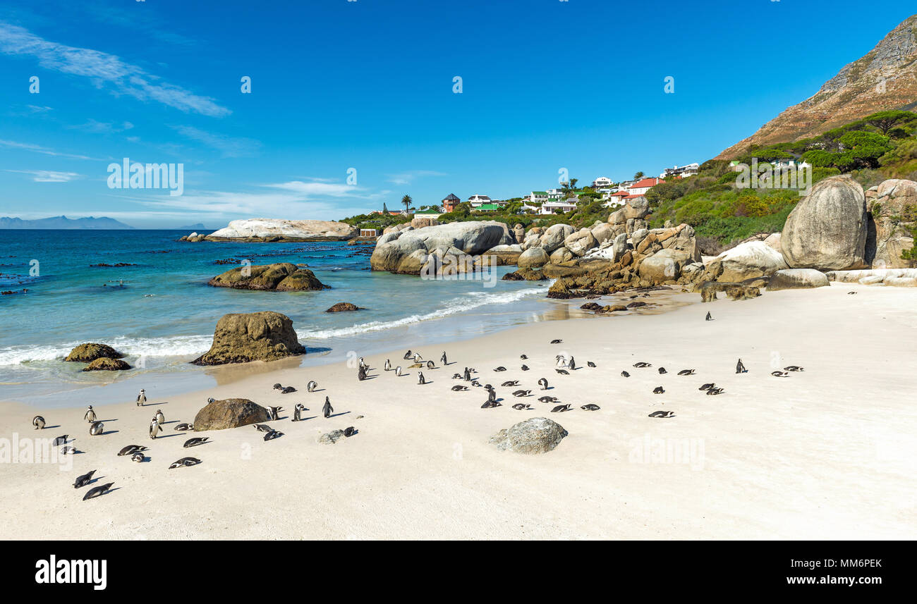 A group of African Penguins or Jackass Penguins (Spheniscus demersus) laying on the Boulder Beach nature reserve near Cape Town, South Africa. Stock Photo