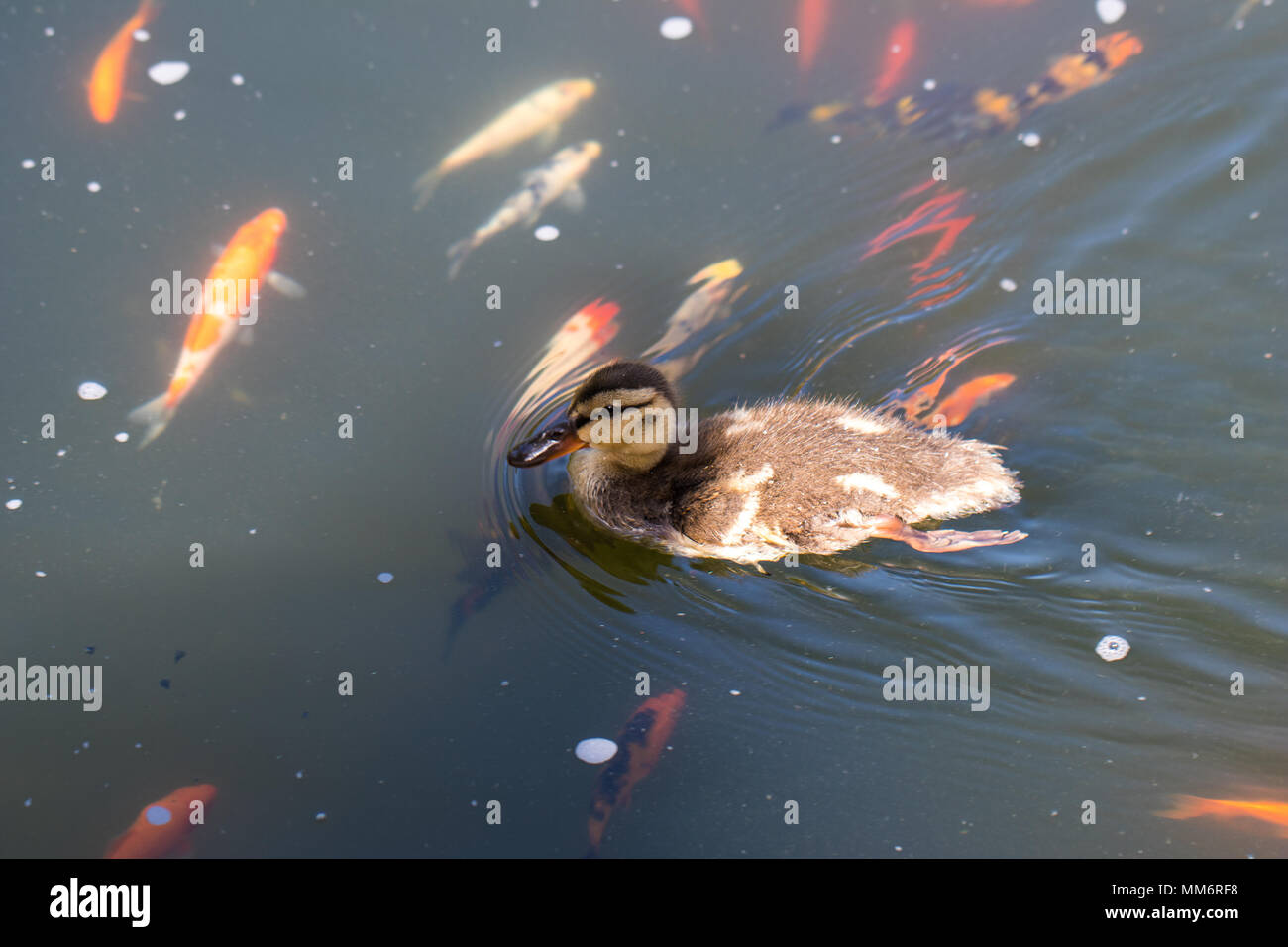 Cute duckling swimming in a koi pond Stock Photo