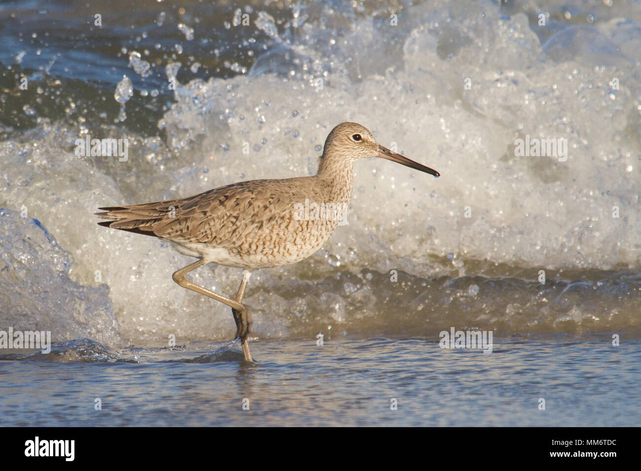 A willet foraging in front of waves. Stock Photo