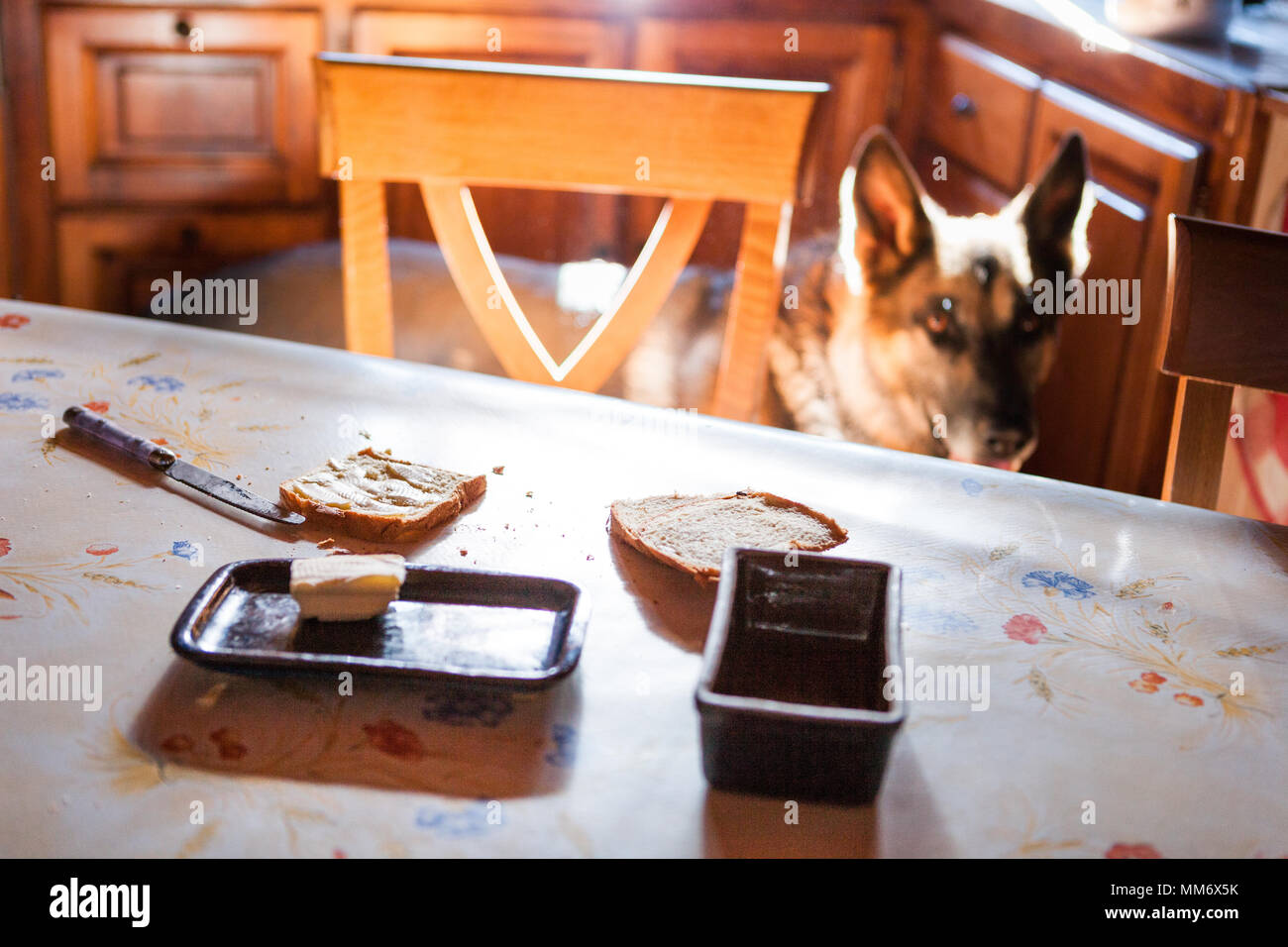 A german shepherd looking at two toasts covered with butter in a rural french house. Stock Photo