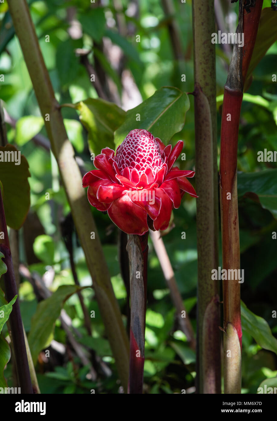 Red Torch Ginger flower on the Big Island of Hawaii Stock Photo Alamy
