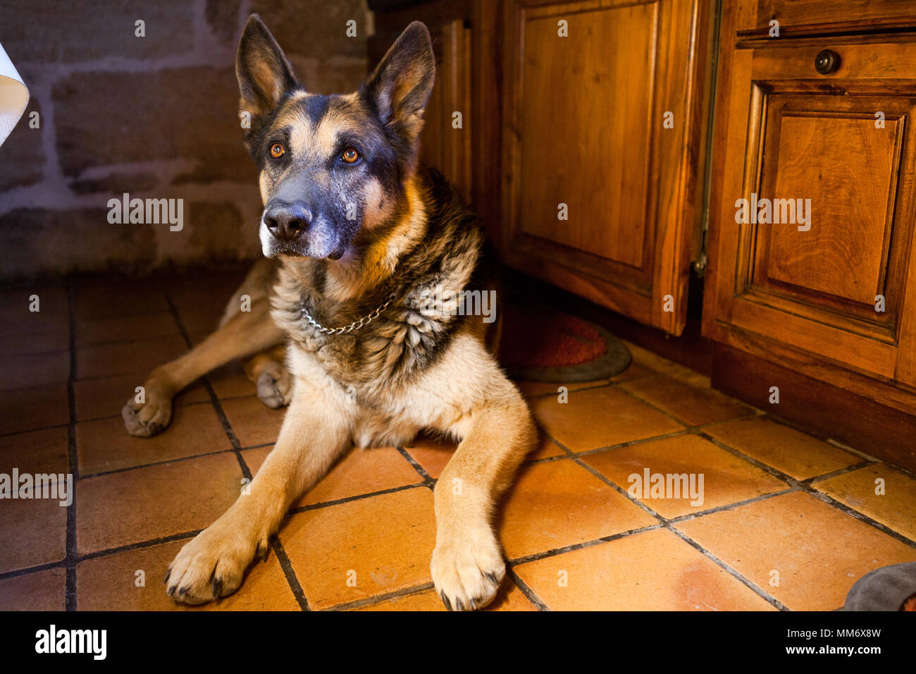 German Shepherd ( Berger Allemand ) lying down on the tile floor of a rural french house with stone walls and wood cupboard Stock Photo