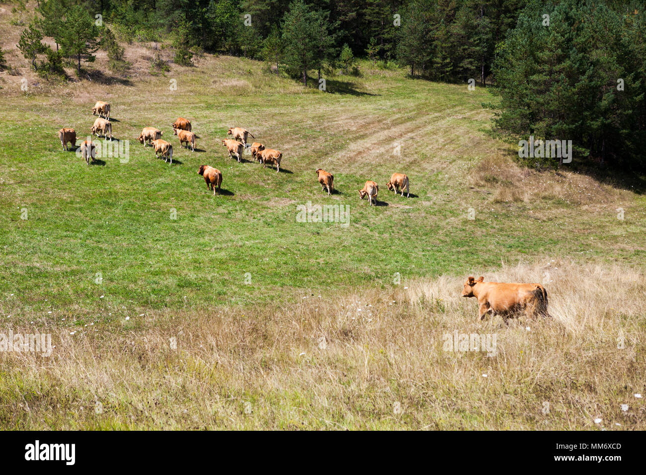 Pictures of a heard of Limousin cattle going up a hilly field in Limousin, France. Stock Photo