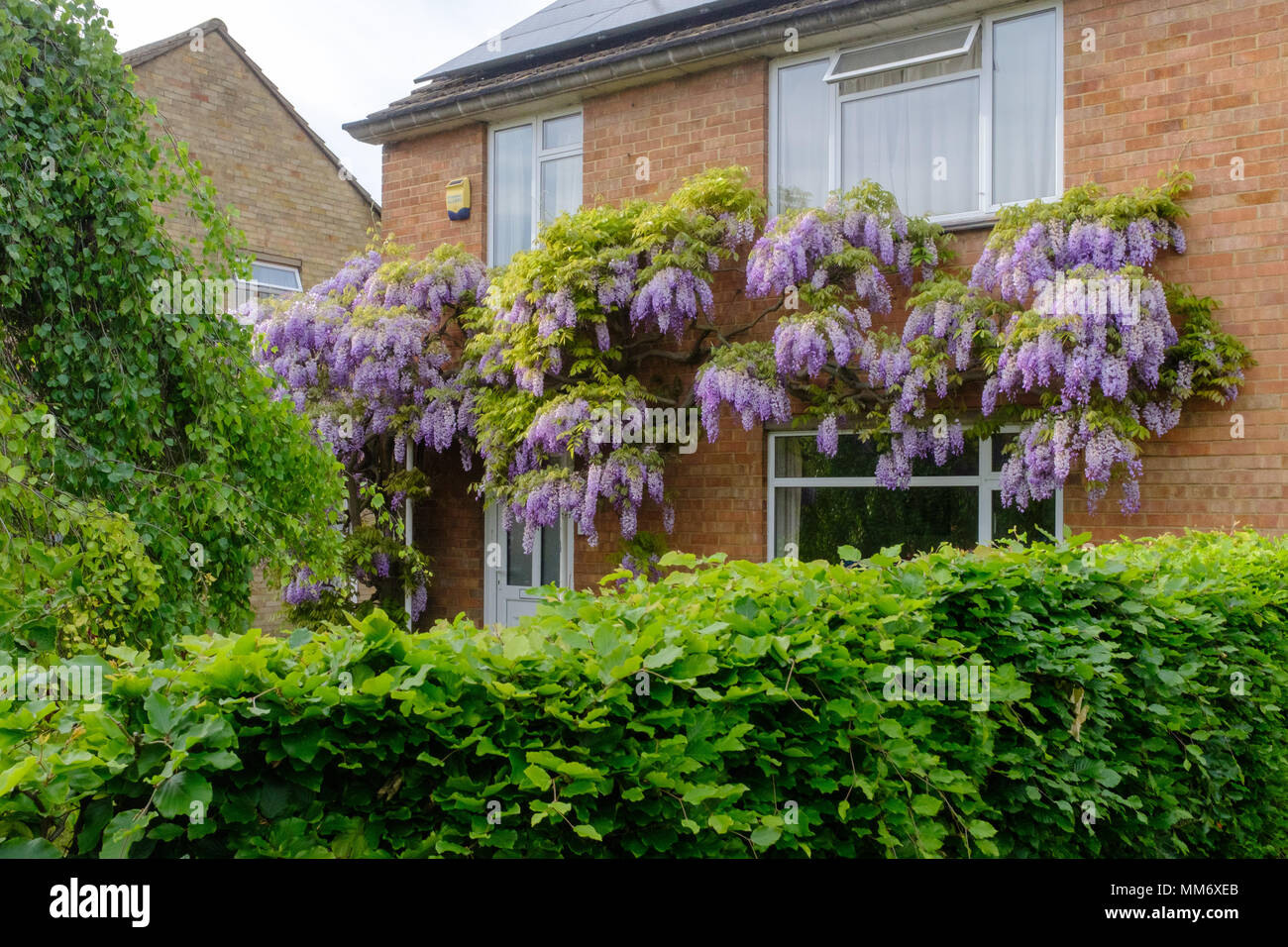 Flowering Wisteria plants in Cambridge, England Stock Photo Alamy