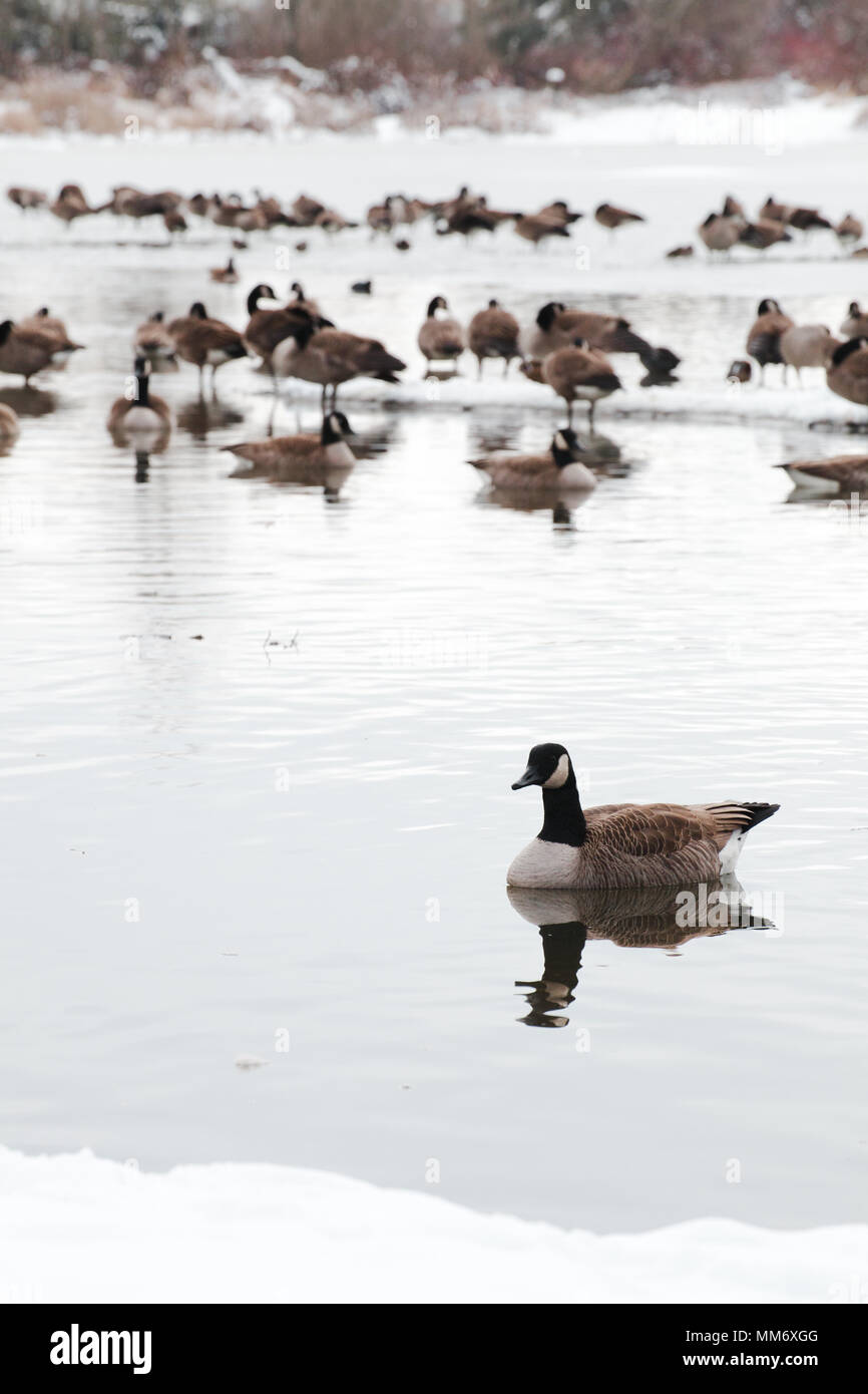 Photo of a flock of canadian gooses ( Branta canadensis ), on a frozen lake covered with snow in surrey, british columbia , Canada Stock Photo
